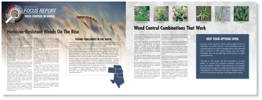 Syngenta 4-Page Gatefold Middle Insert Focus Report